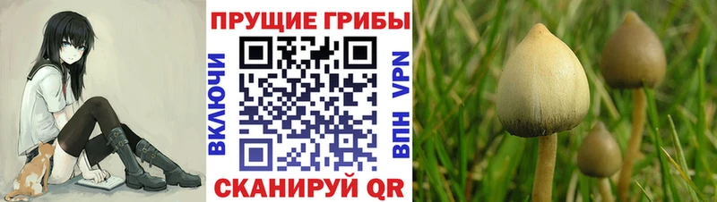 гидра маркетплейс  Реж  Псилоцибиновые грибы Magic Shrooms 